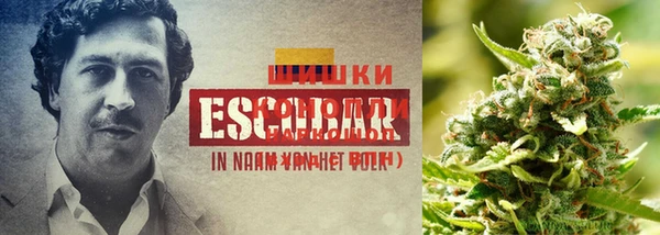 ГАЛЛЮЦИНОГЕННЫЕ ГРИБЫ Заволжск